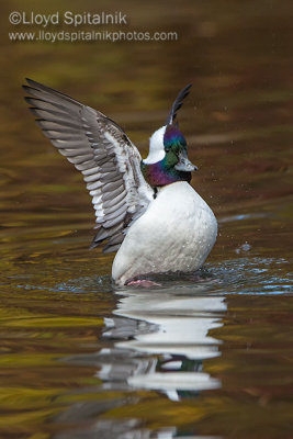 Bufflehead 
