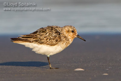 Sanderling