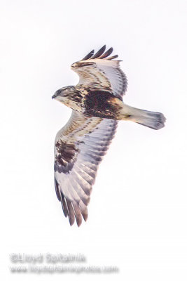 Rough-legged Hawk