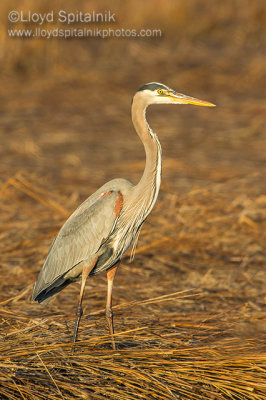 Great Blue Heron