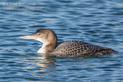 Common Loon (1st winter)