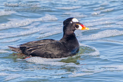 Surf Scoter 