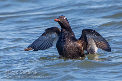 White-winged Scoter