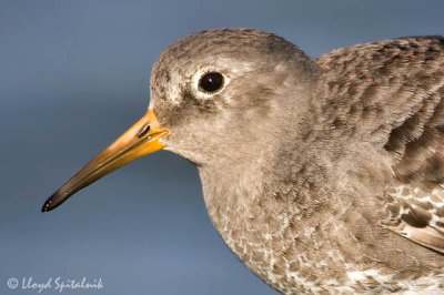 Purple Sandpiper