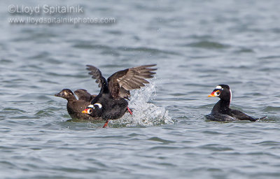 Surf Scoter 