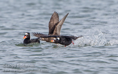 Surf Scoter 