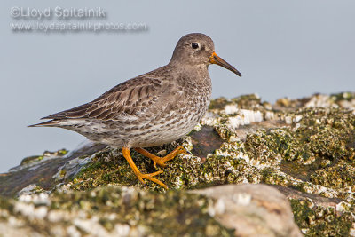 Purple Sandpiper