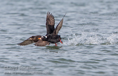 Surf Scoter 