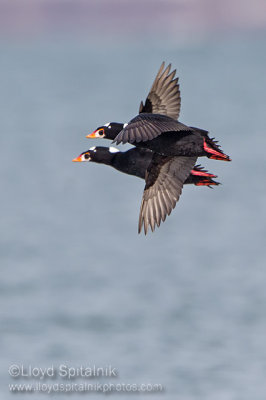 Surf Scoter 