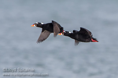 Surf Scoter 