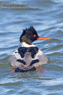 Red-breasted Merganser