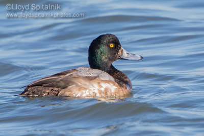 Greater Scaup (immature male)