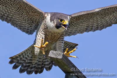 Peregrine Falcon