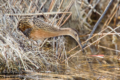 King Rail