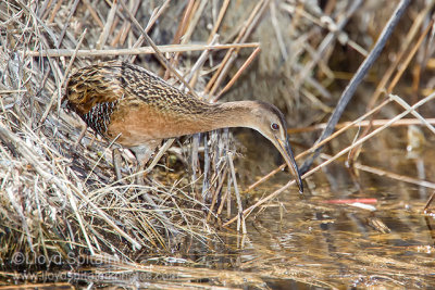 King Rail