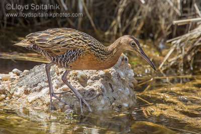 King Rail