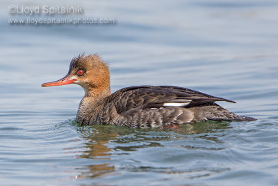 Red-breasted Merganser 