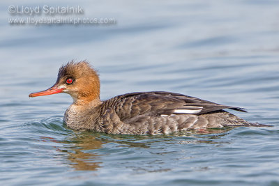 Red-breasted Merganser