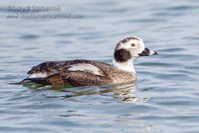 Long-tailed Duck (1st winter male)