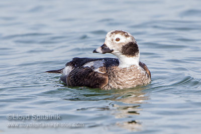 Long-tailed Duck (immature male)
