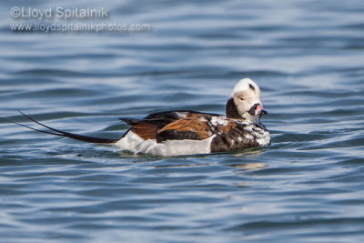 Long-tailed Duck/Oldsquaw (male)