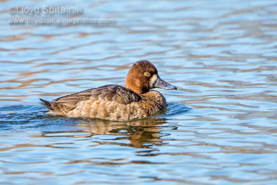 Lesser Scaup