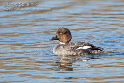 Common Goldeneye