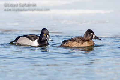 Ring-necked Duck (male & female)