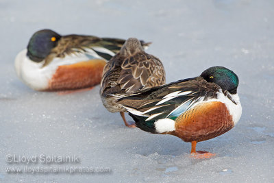 Northern Shoveler