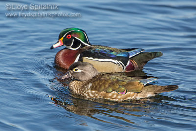 Wood Duck