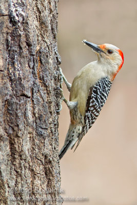 Red-bellied Woodpecker (female)