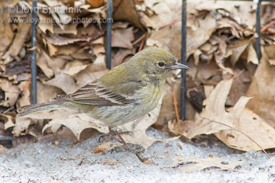 Pine Warbler (female)