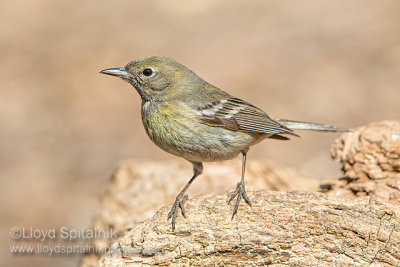 Pine Warbler (female)