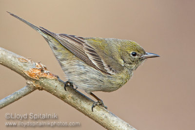 Pine Warbler (female)