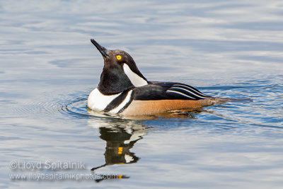 Hooded Merganser (male)