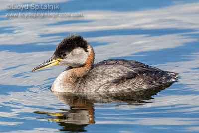 Red-necked Grebe