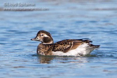 Long-tailed Duck/Oldsquaw (female)
