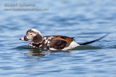 Long-tailed Duck/Oldsquaw (male)