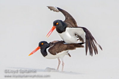 American Oystercatcher 