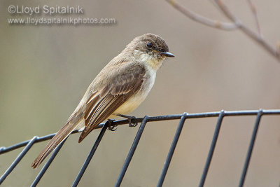 Eastern Phoebe