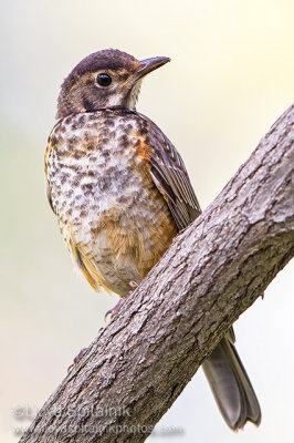 American Robin