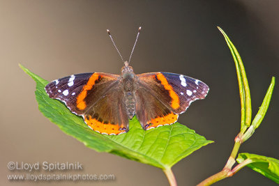 Red Admiral