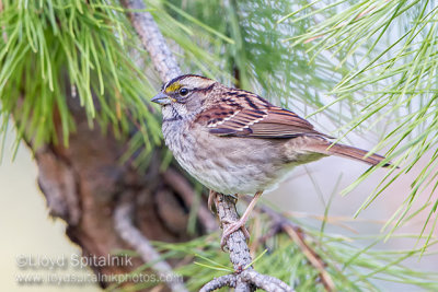 White-throated Sparrow