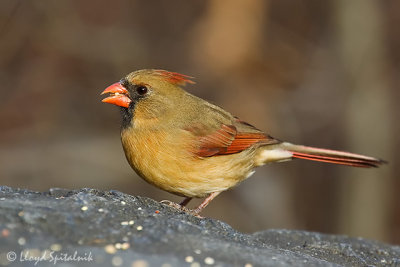 Northern Cardinal