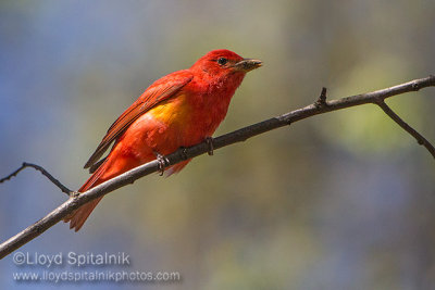 Summer Tanager