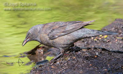 Rusty Blackbird (female)