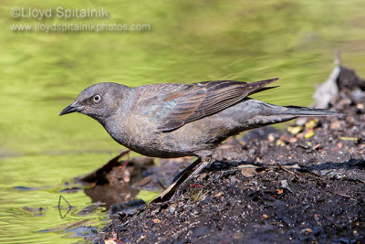 Rusty Blackbird (female)