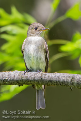 Eastern Wood-Pewee