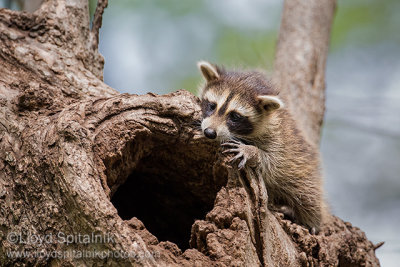 Raccoon (kit)