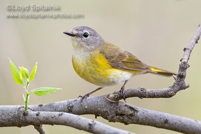 American Redstart (female)